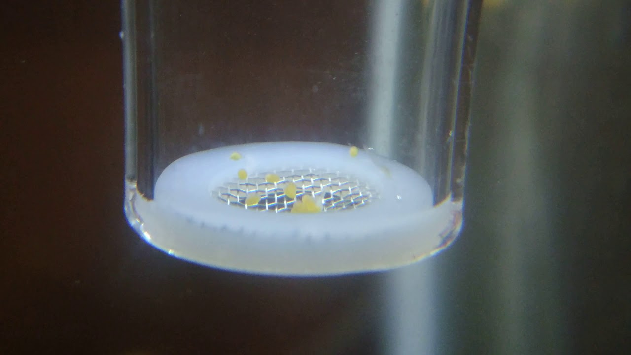 Shrimp egg tumbler - YouTube