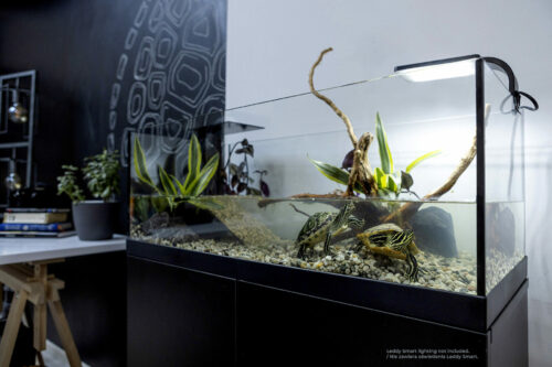 123968-aquaterrarium-60_05_404-500x333_sD30pfoUCOdS