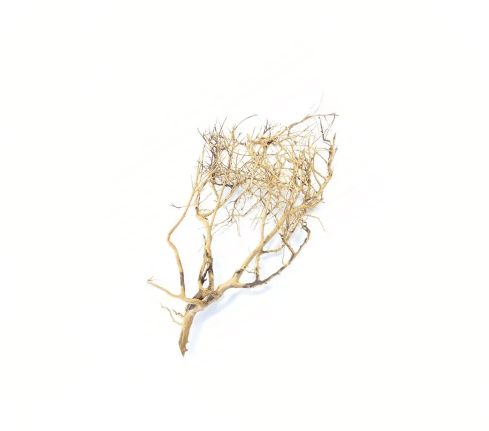 Whimar Decor Tiny Ramous Wood Small 20-30cm - 1pz